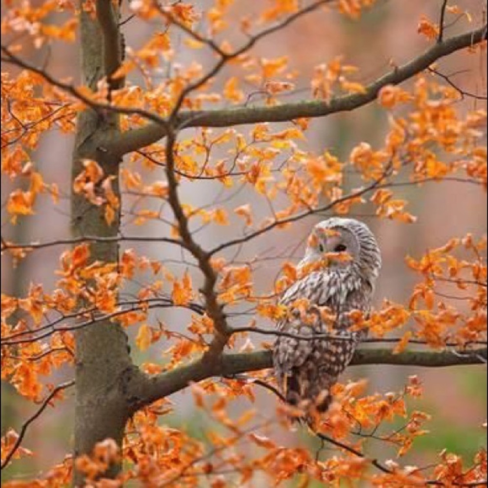 🍩🍁Fall outfits!🍁🍩